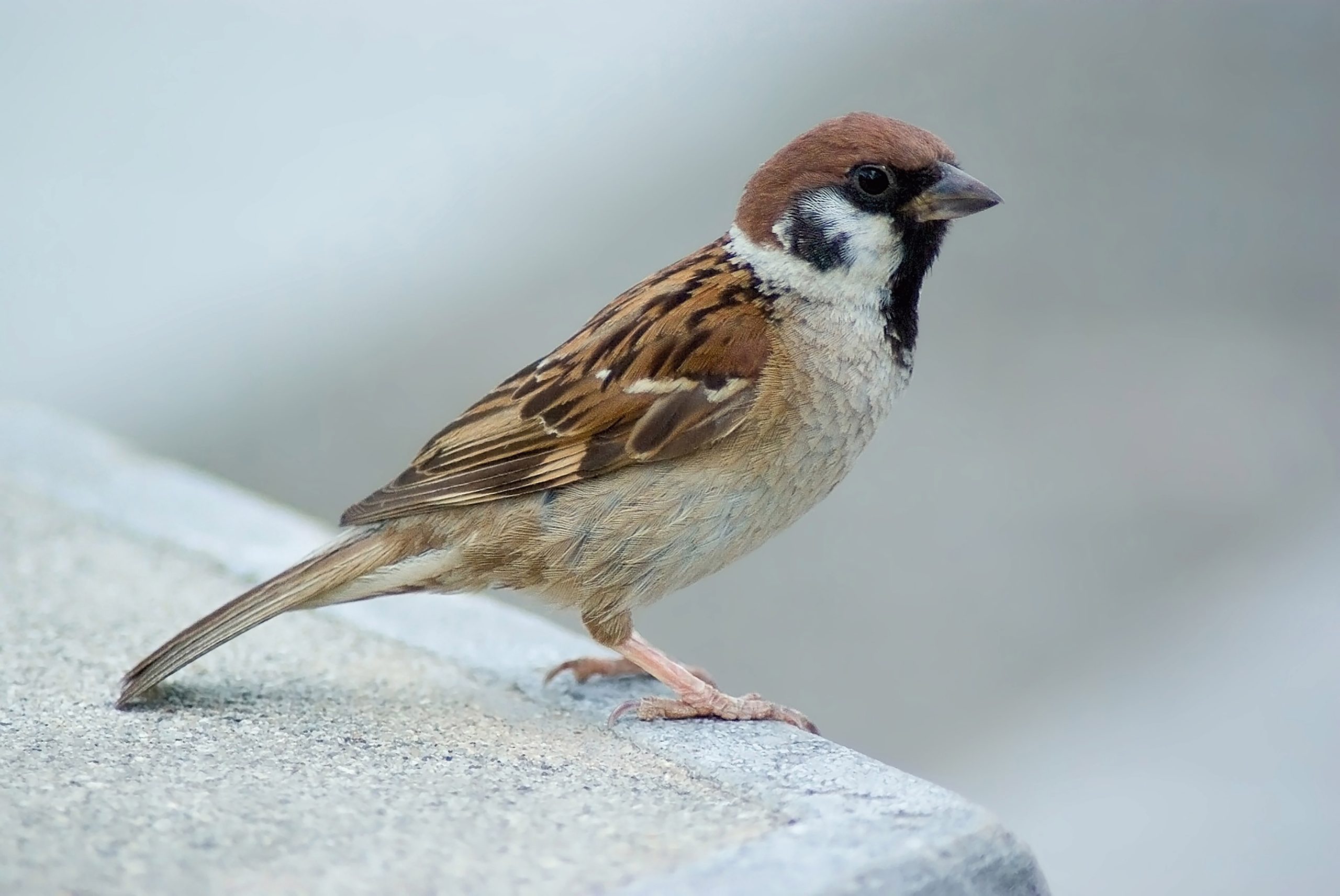 moineau