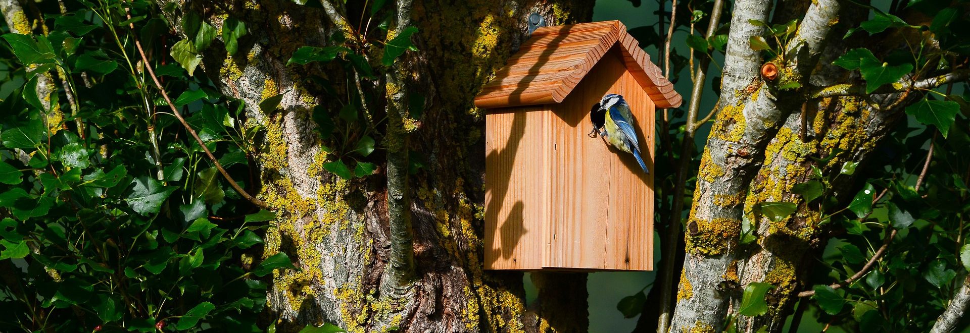 SA-nichoir-mesange-bleue-bois