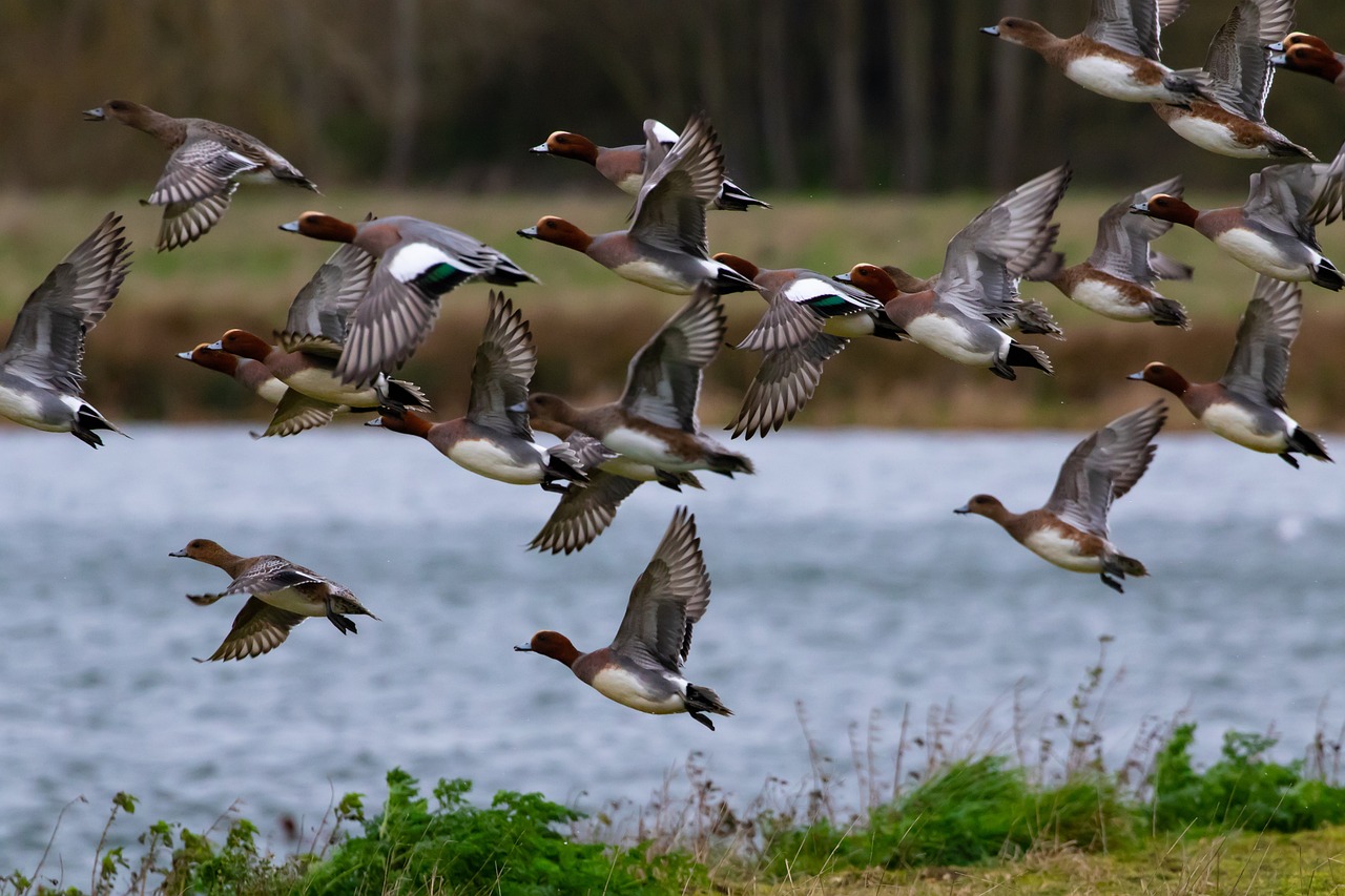 Canard siffleur