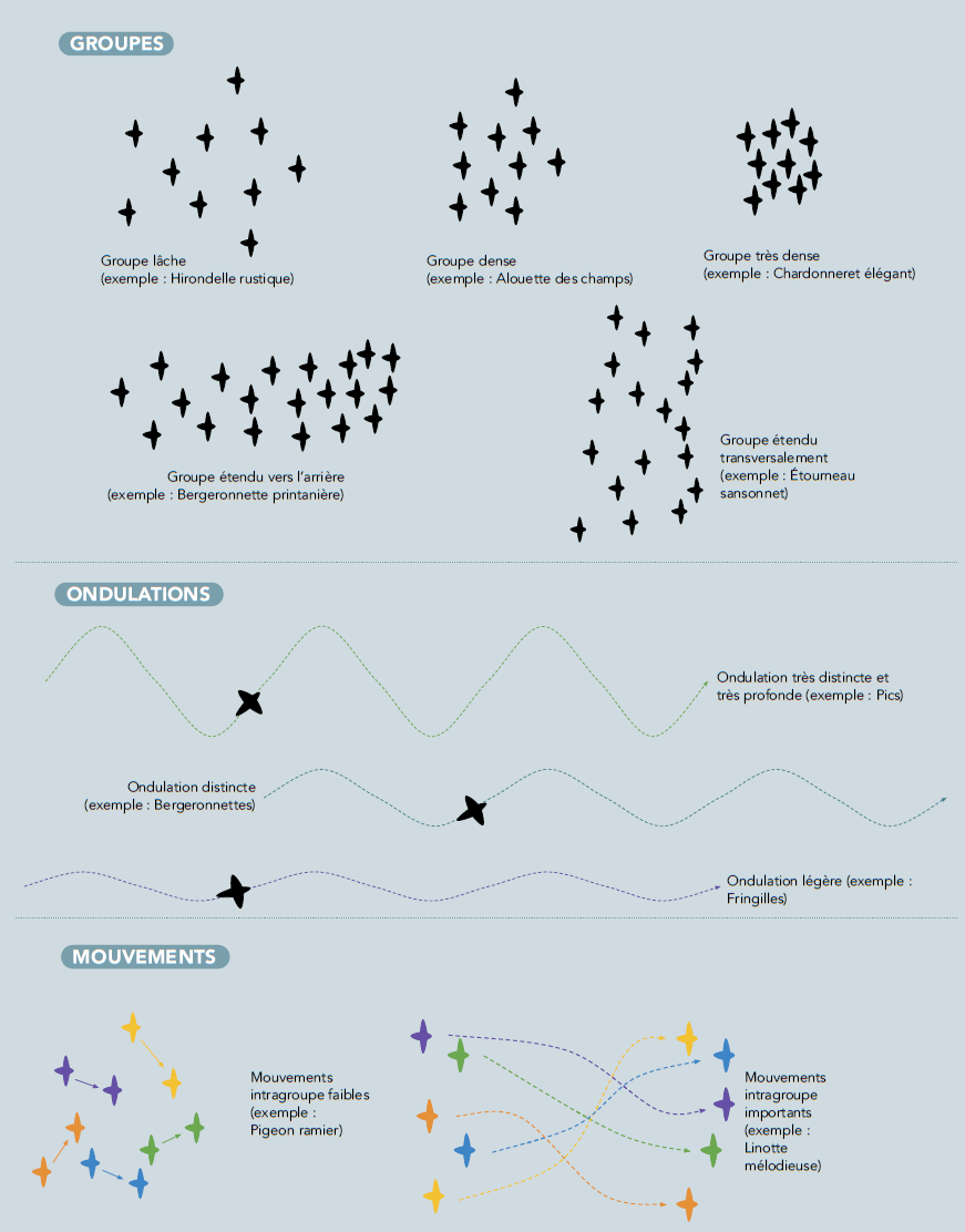 CaracteristiquesGroupesOiseauxEnVol