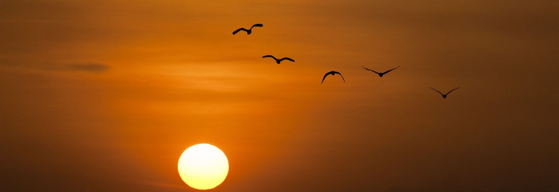 SA migration des oiseaux