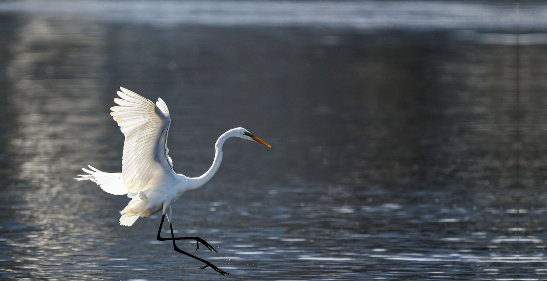 aigrette home