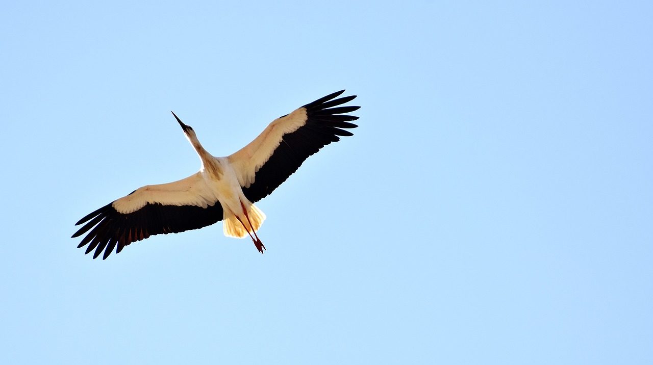 cigogne blanche