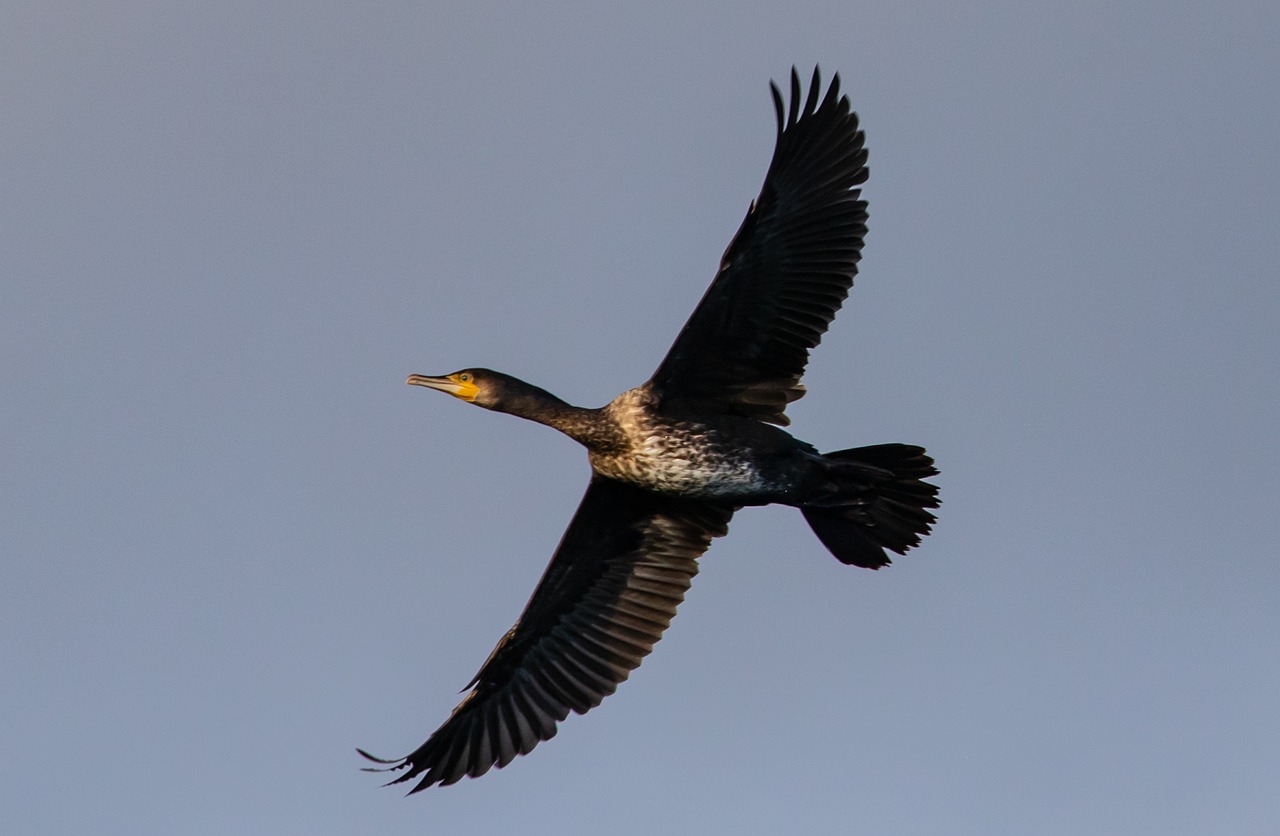 cormorant-4711084_1280