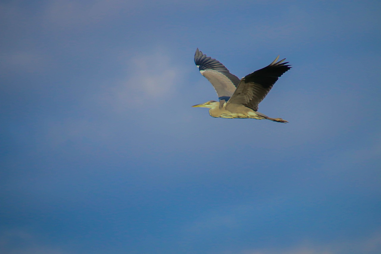 heron-cendre