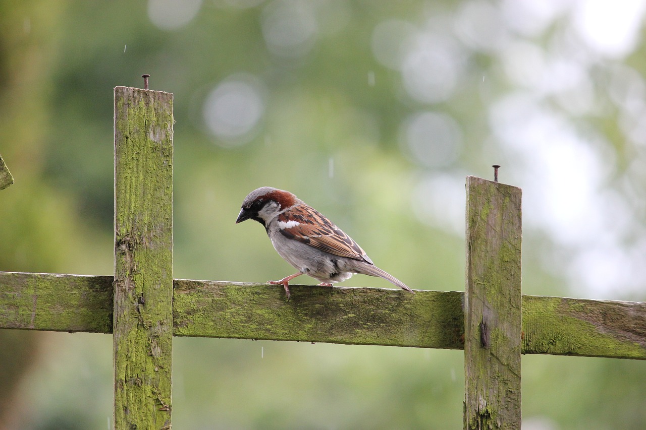 house-sparrow-84647_1280