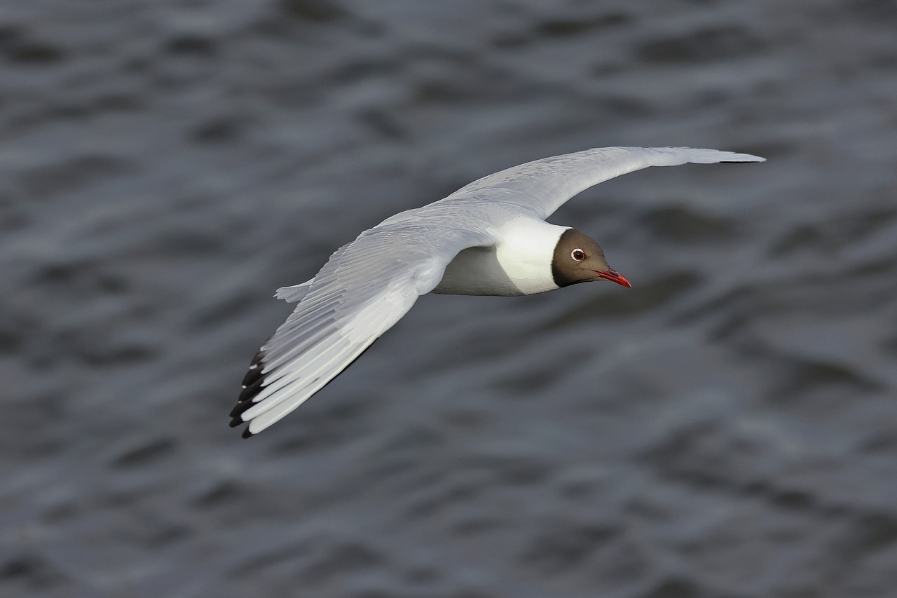 mouette rieuse