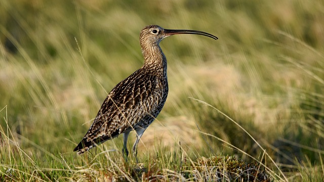 Courlis cendre-curlew-6527194_640