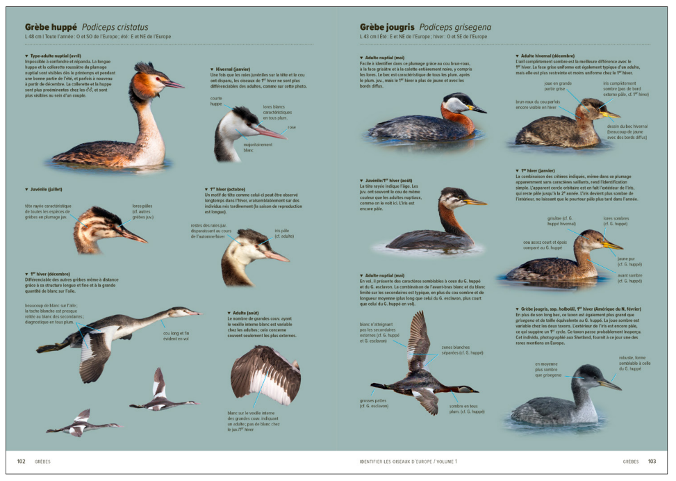 GuideUltimeOiseauxEuropeGrebes