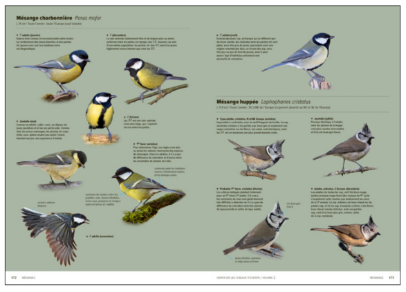 GuideUltimeOiseauxEuropeMesanges