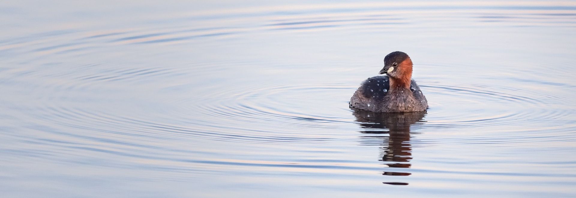 SA grebe castagneux