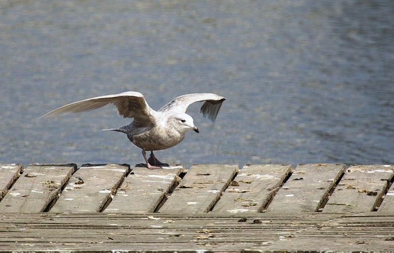 G. ailes blanches imm. © M. Segers