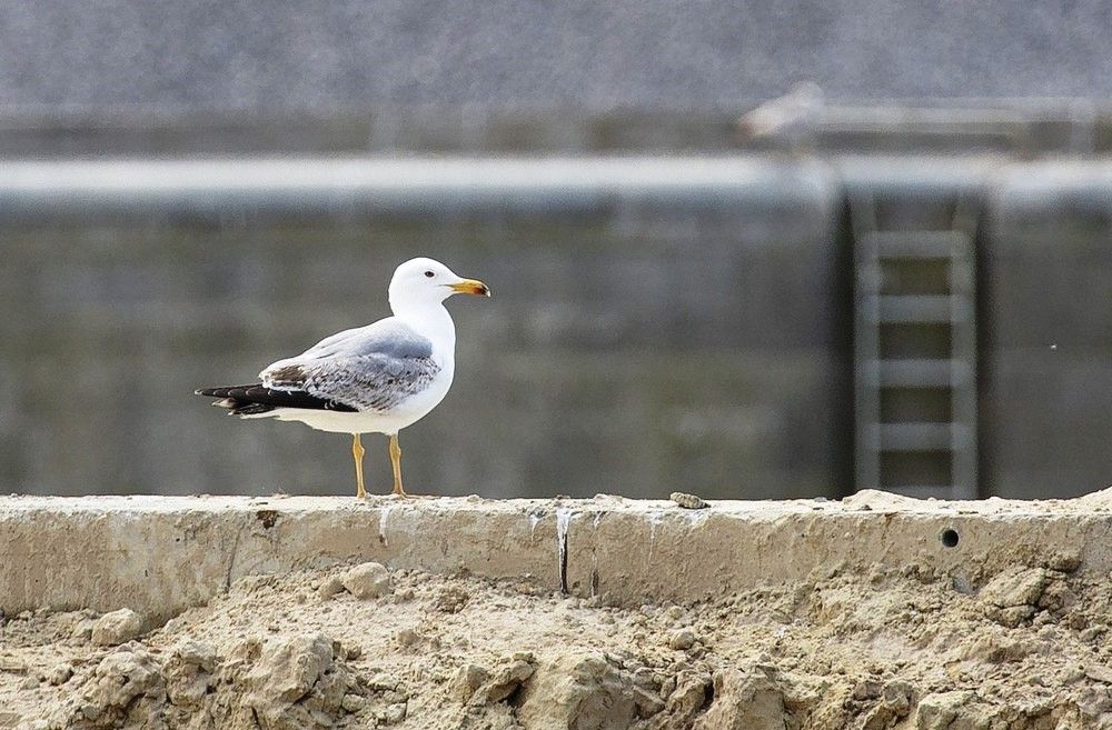 Goéland Leucophé © M. Segers
