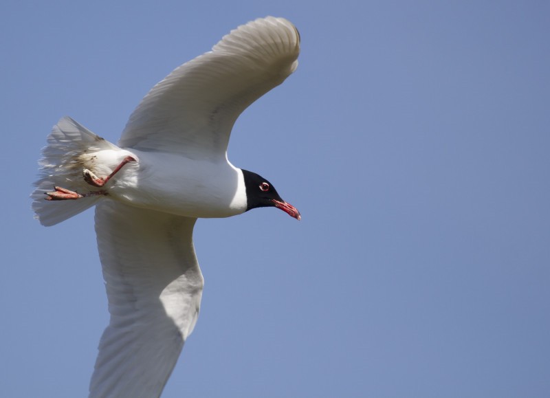 Mouette mélanocéphale Mouette mélanocéphale © M. Segers