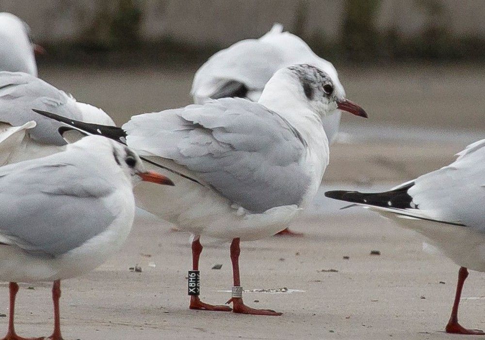 Mouette rieuse 4 Maurice segers