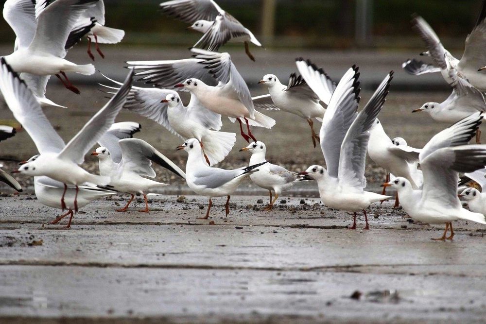 Mouette riuese groupe © M. Segers