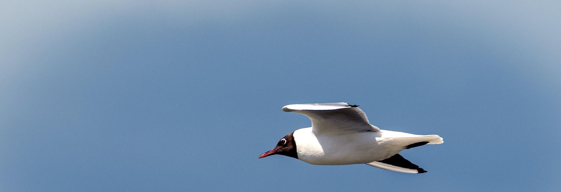 SA mouette rieuse