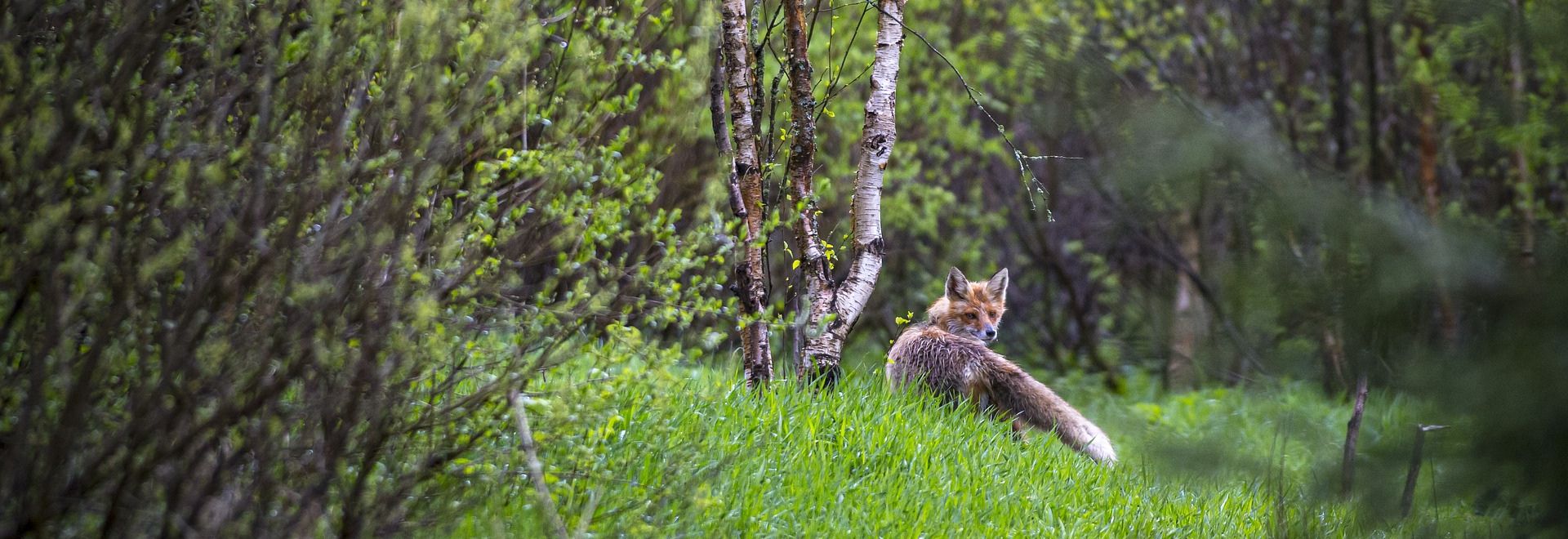 SA-renard-foret