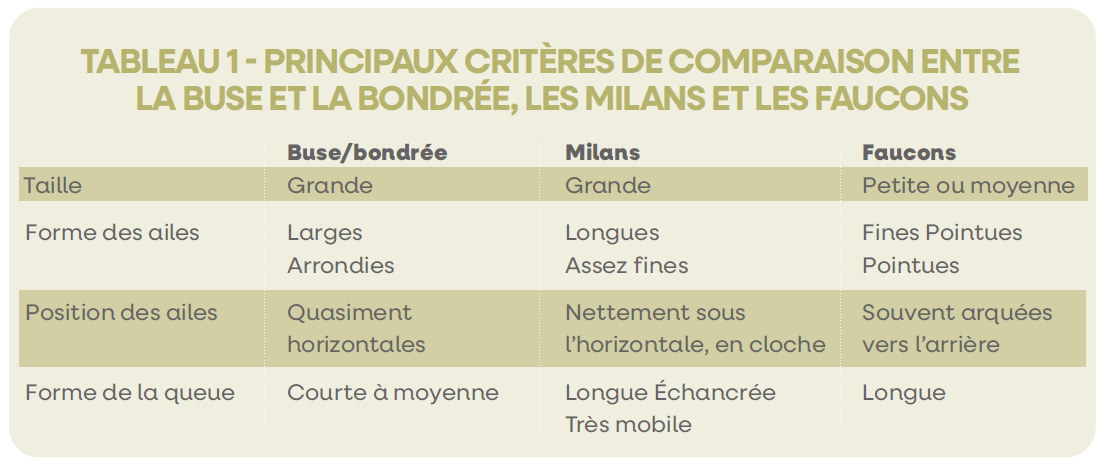 Tableau1ComparaisonRapaces
