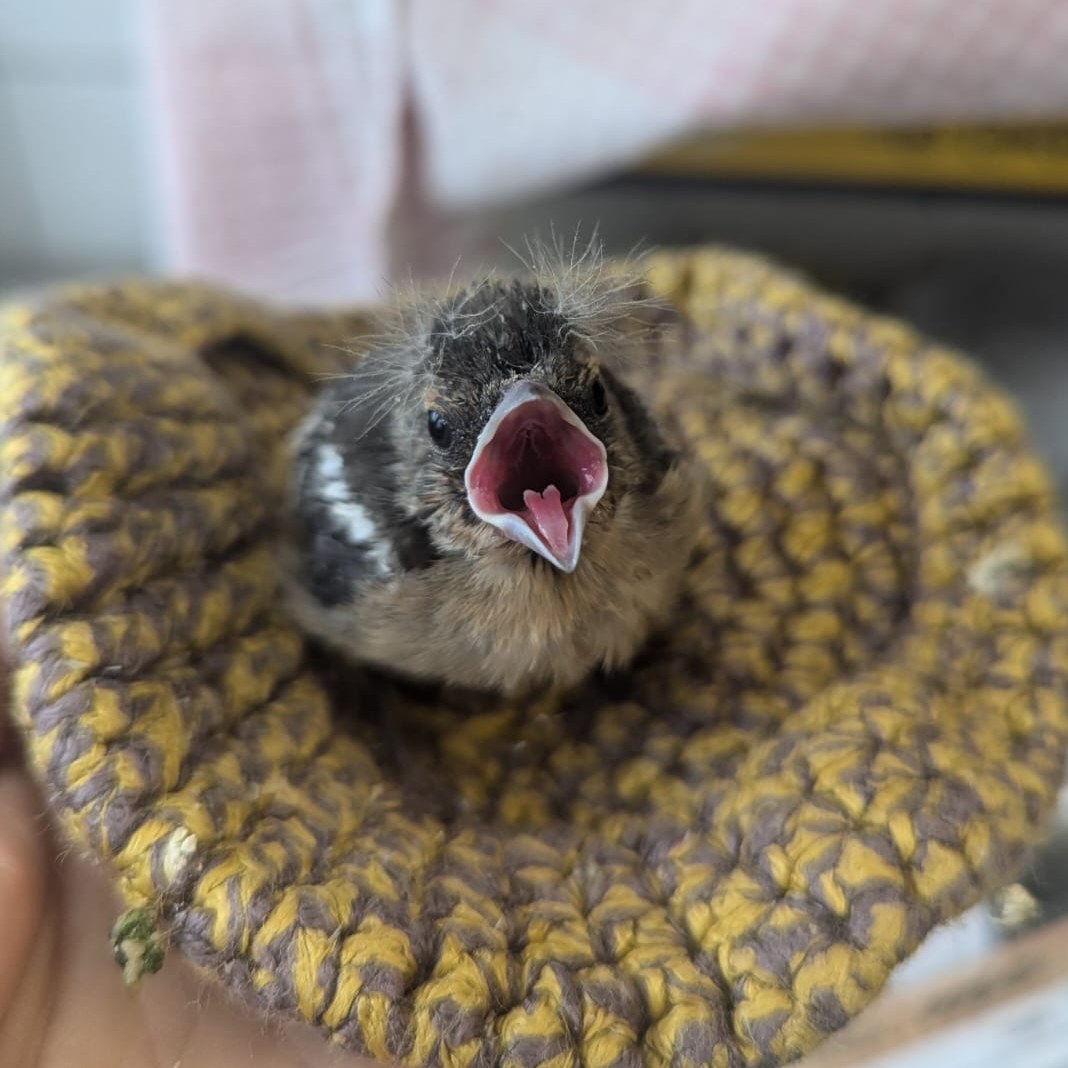 juvenile pinson