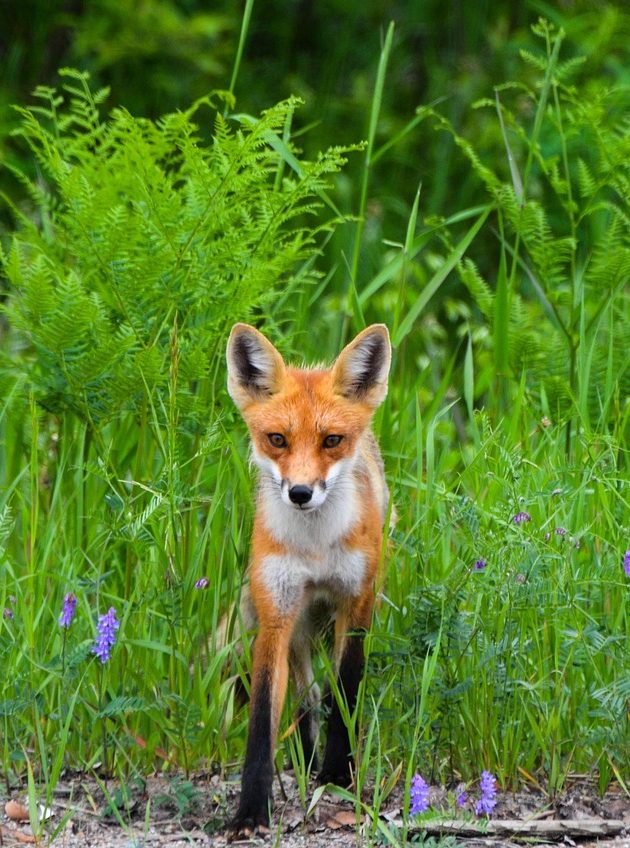 protection renard