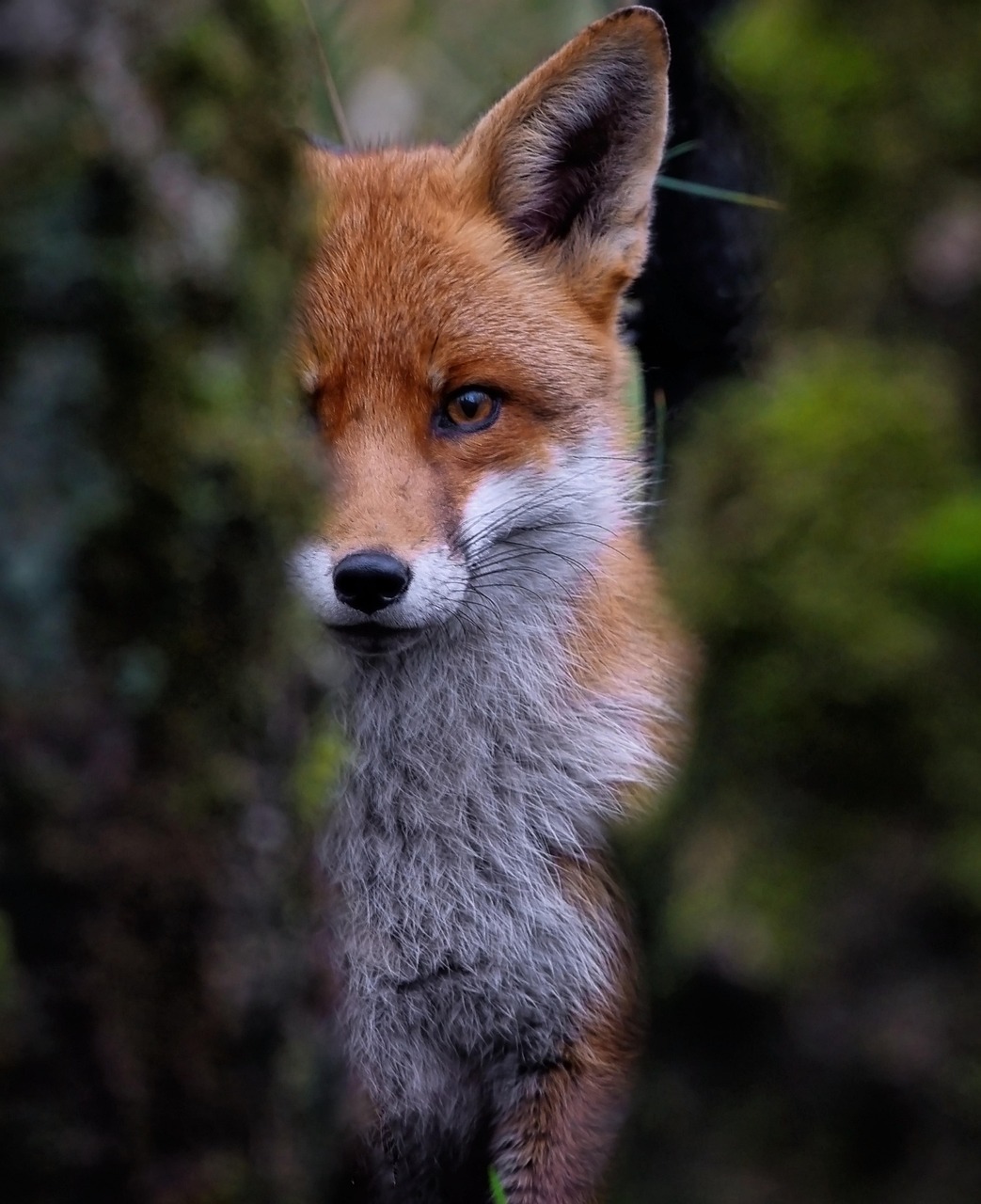 stop chasse renard