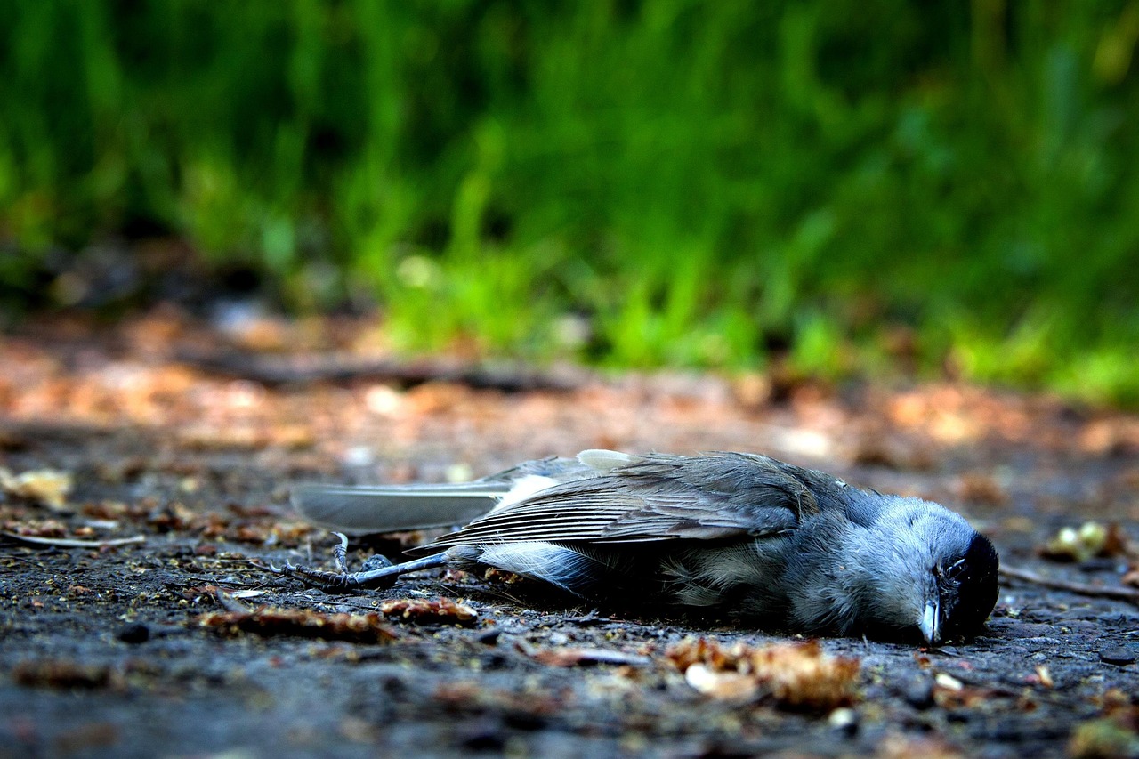 bird-1683655_1280