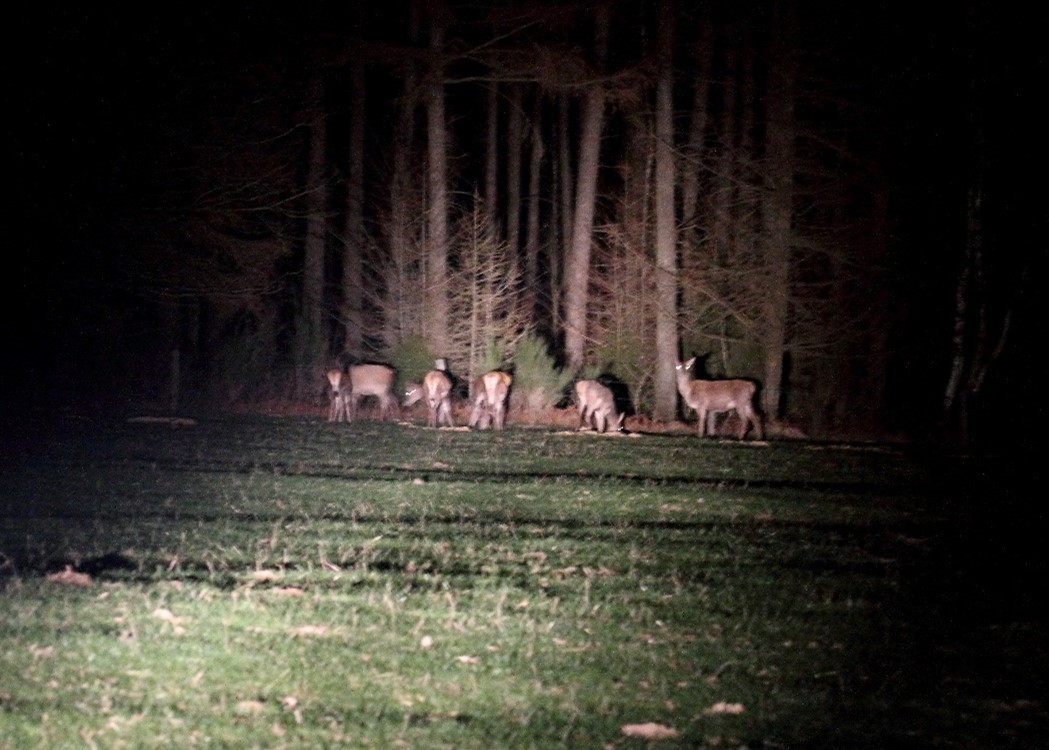 Copie de comptage_nocturne_cerfs
