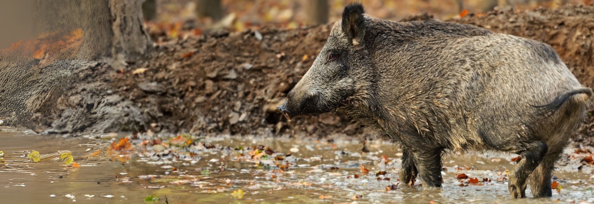 SA chasse sanglier