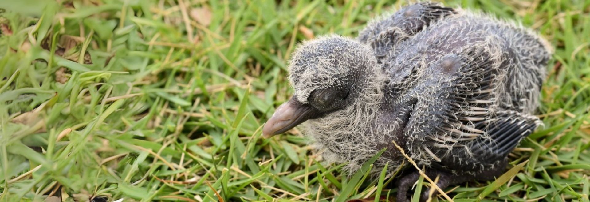 SA pigeon ramier juvenile
