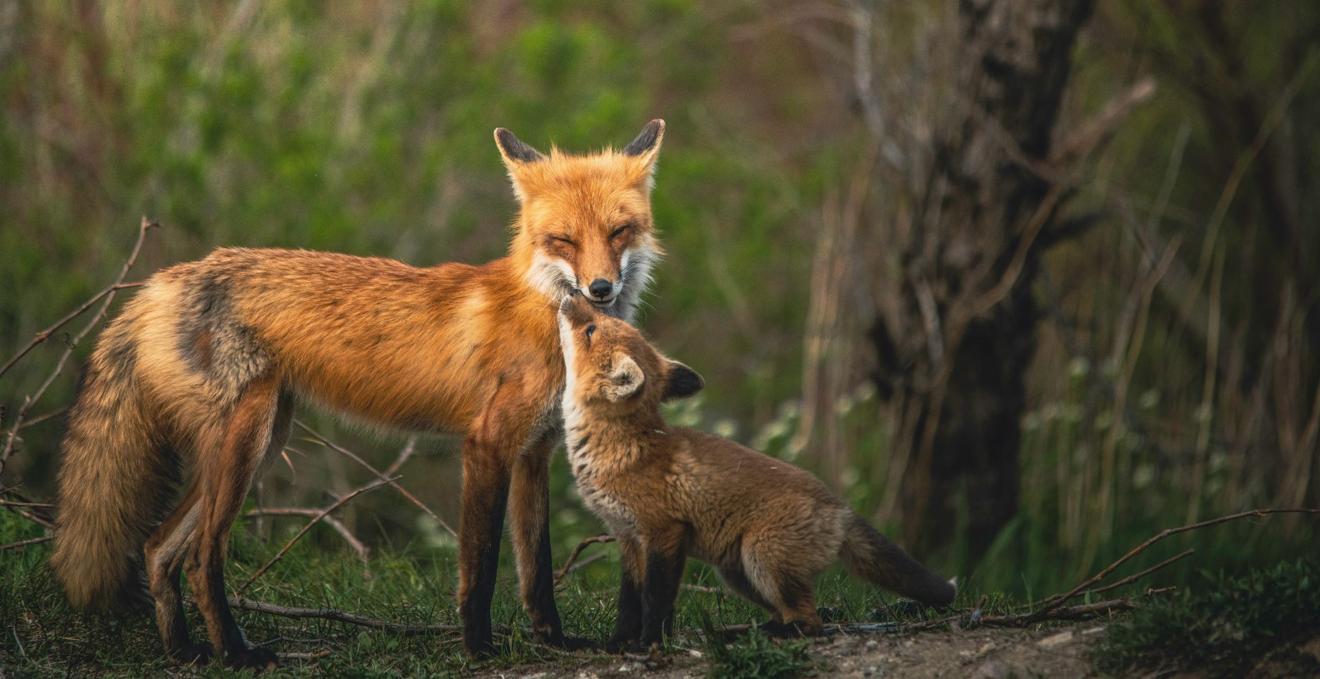 HO renard