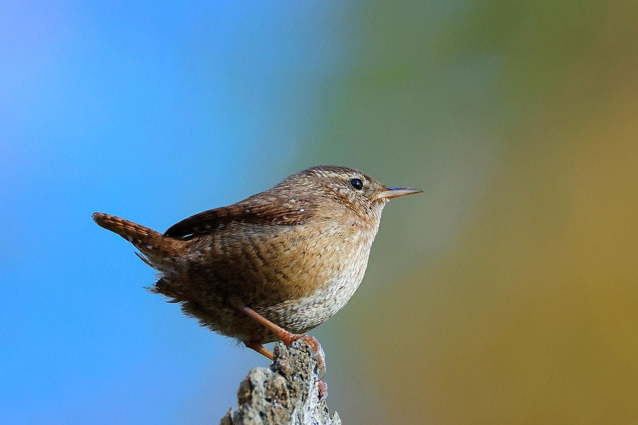 troglodyte mignon
