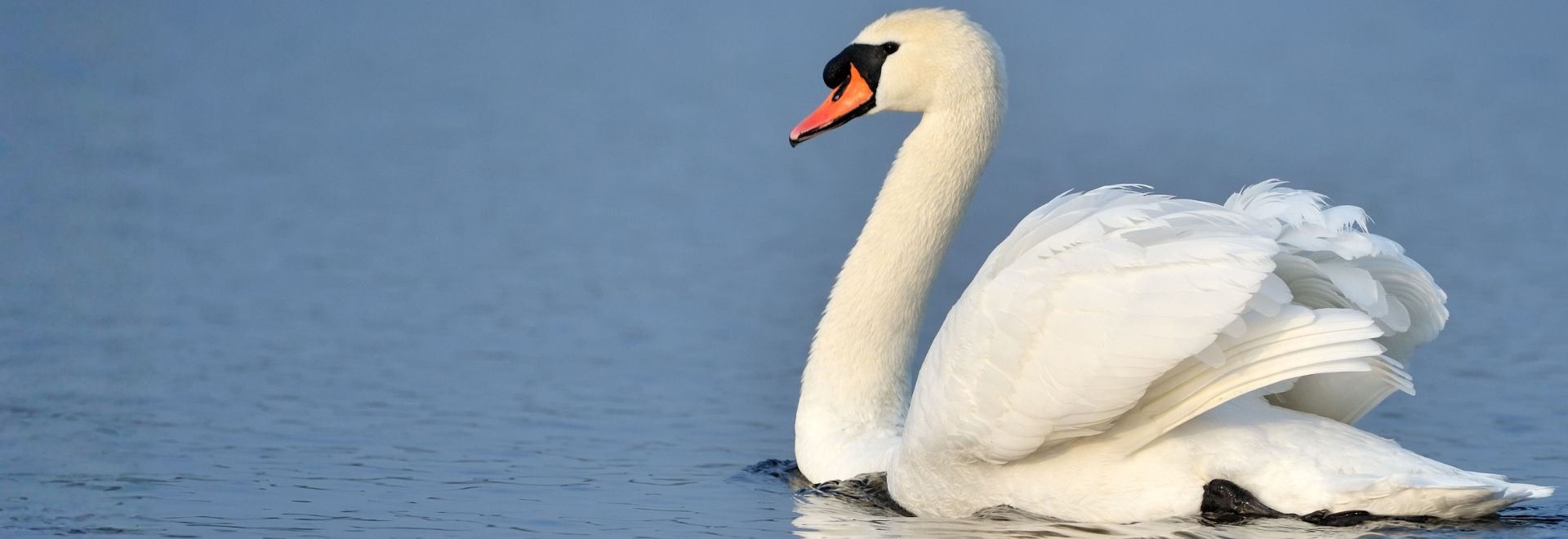 SA cygne grippe aviaire