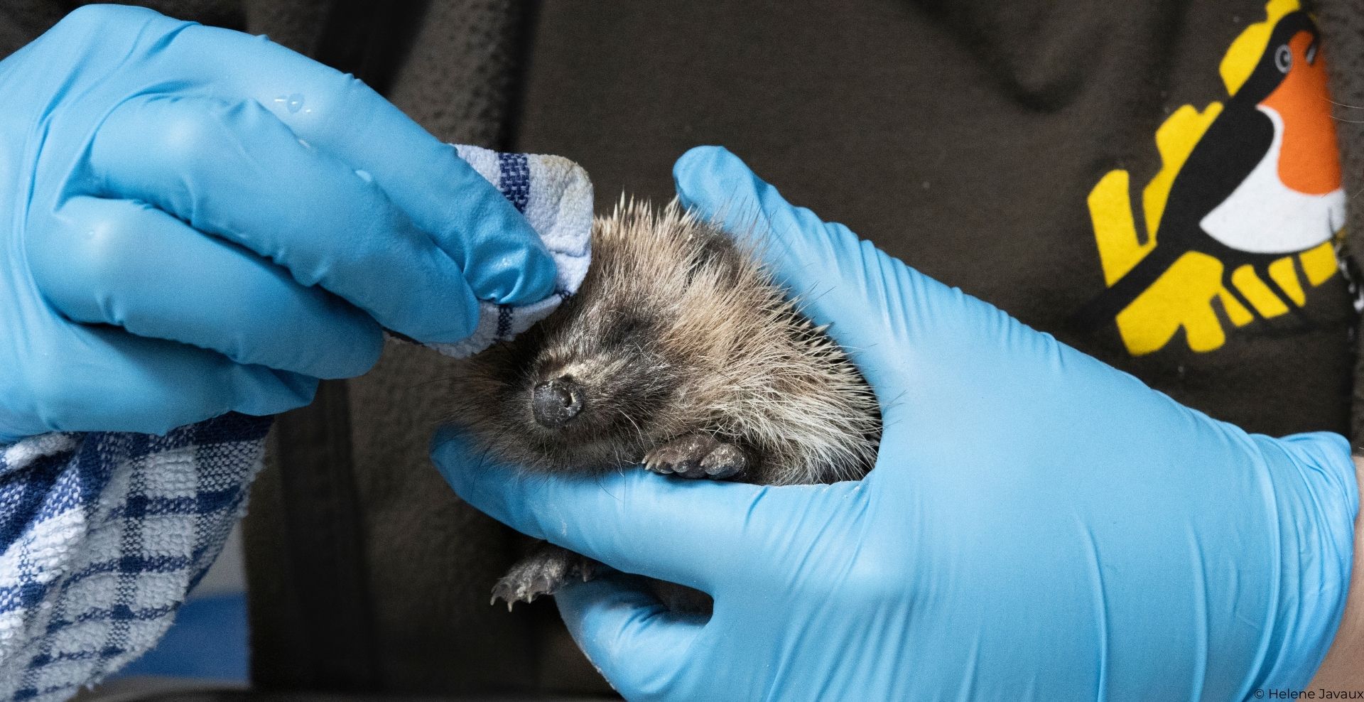 HO herissons Helene Javaux