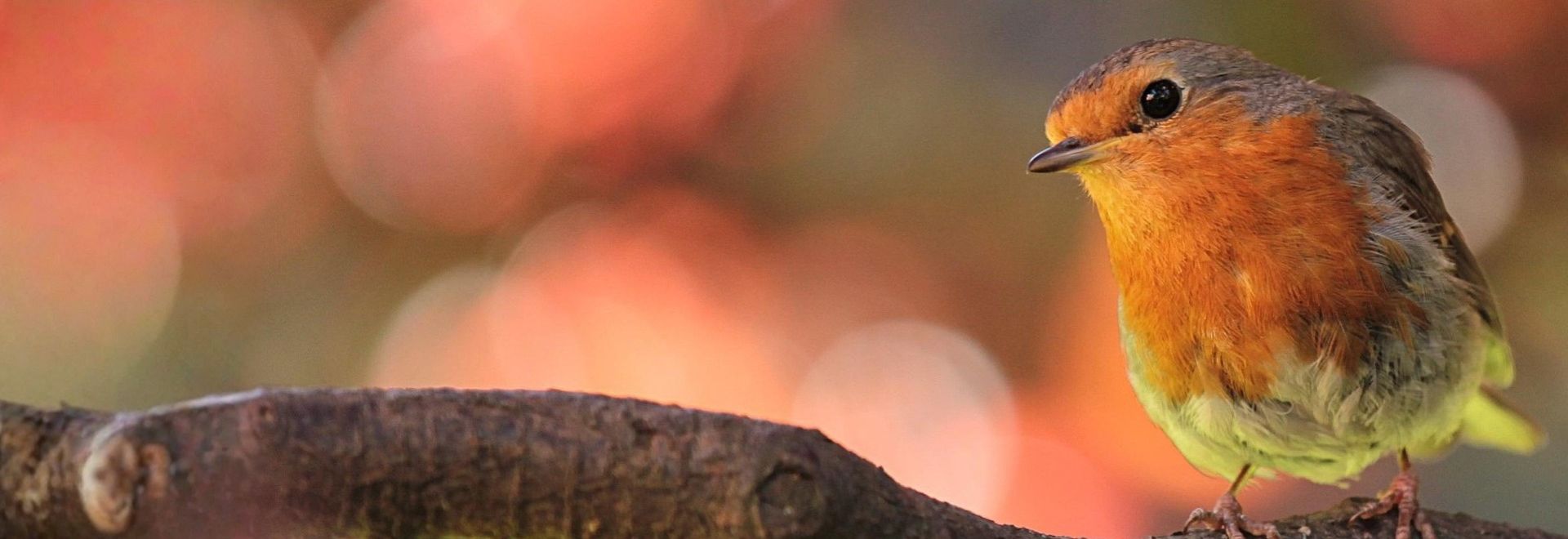 SA retrospective LRBPO