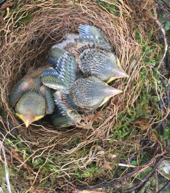 Nid de pie-grièche écorcheur Justine Dewilde