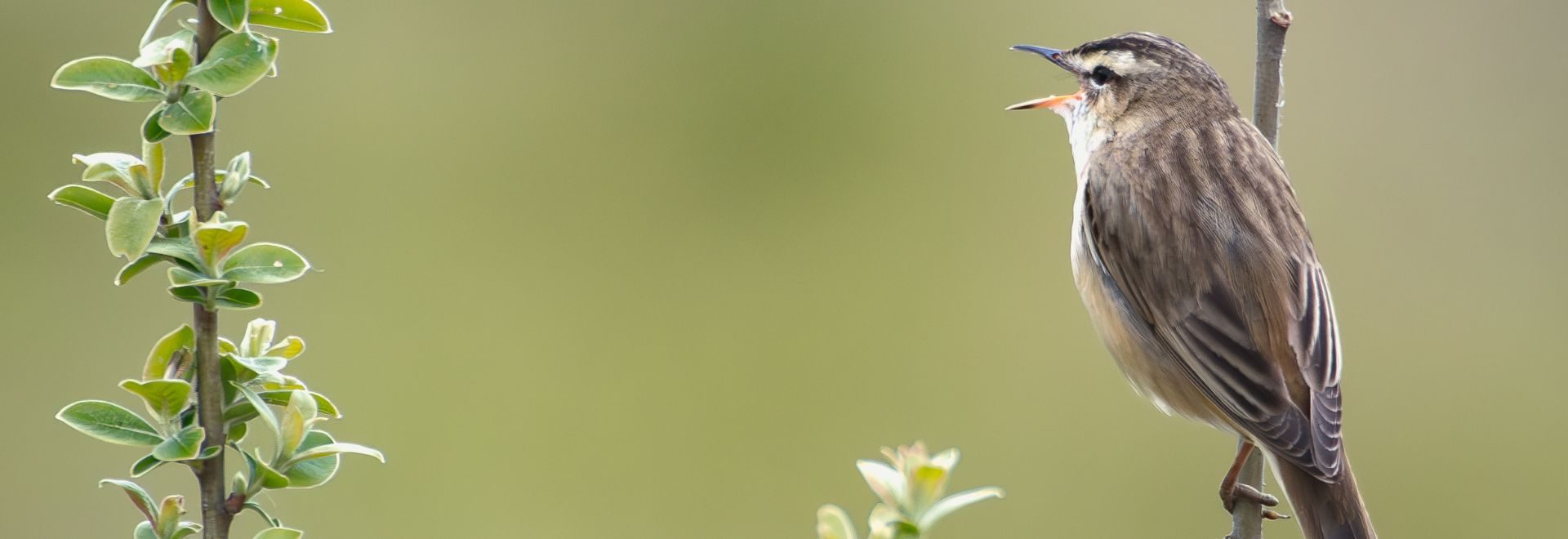 SA 2 Phragmite des joncs - Copyright Lucien Brochier