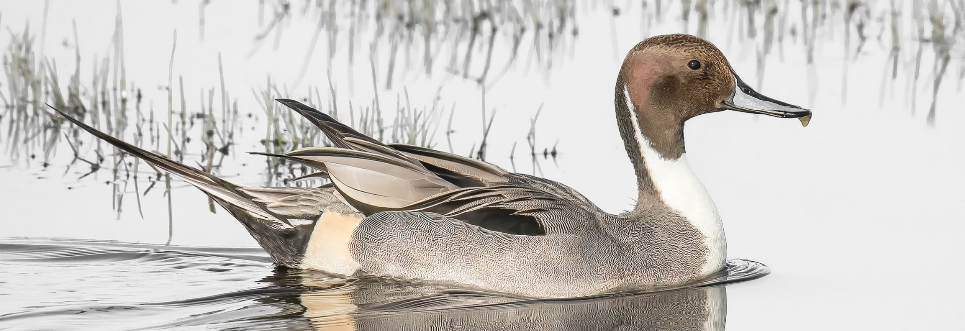SA canard pilet - benoit huc