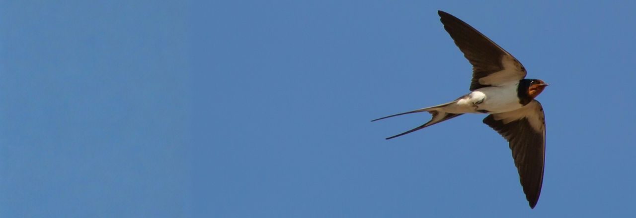 SA hirondelle
