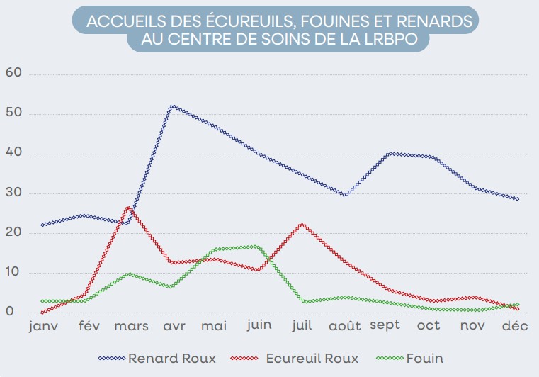 graph accueils des ecureuils fouines et renards