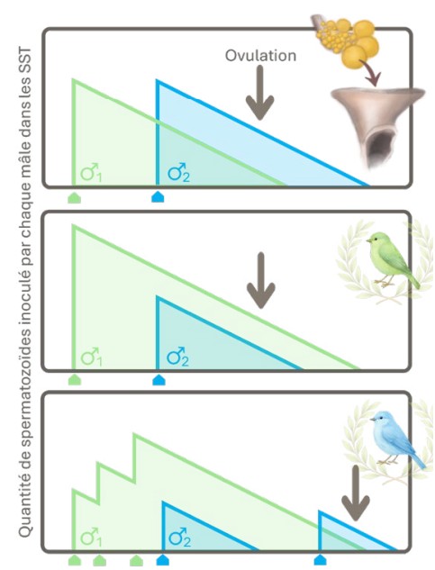 graph perte massive des spermatozoides