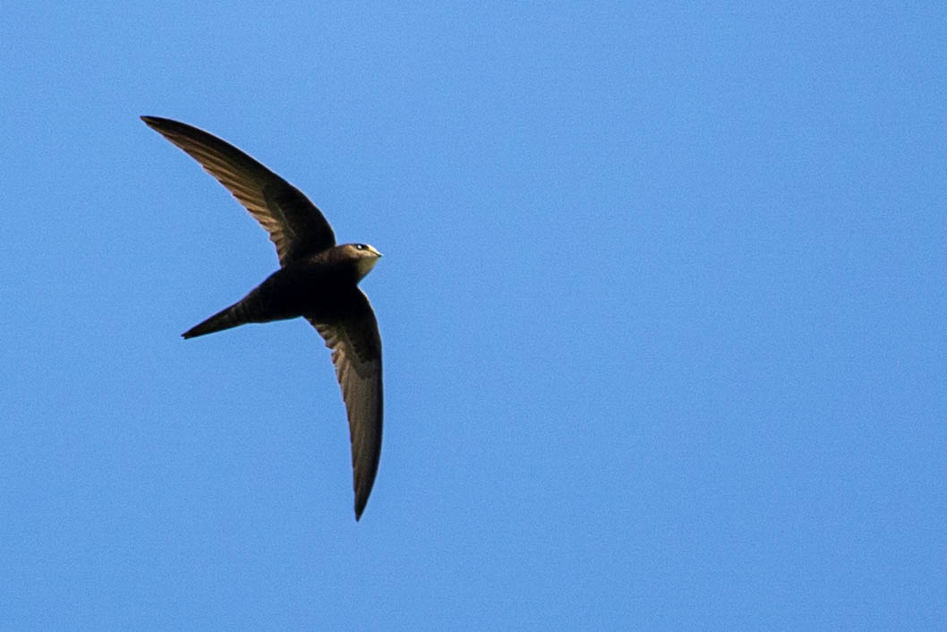 martinet - Sacha d Hoop