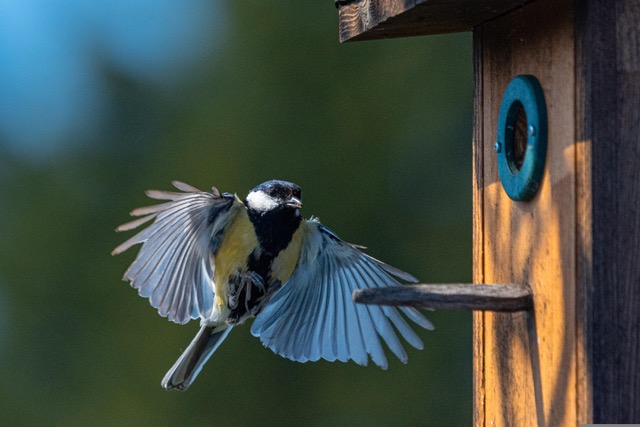 mesange charbonniere nichoir