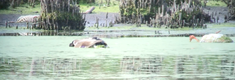 photo 7 Canards qui flottent.jpg