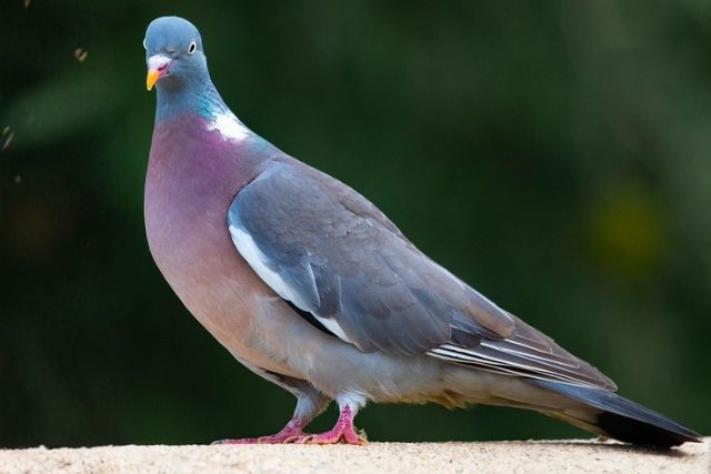 pigeons ramier