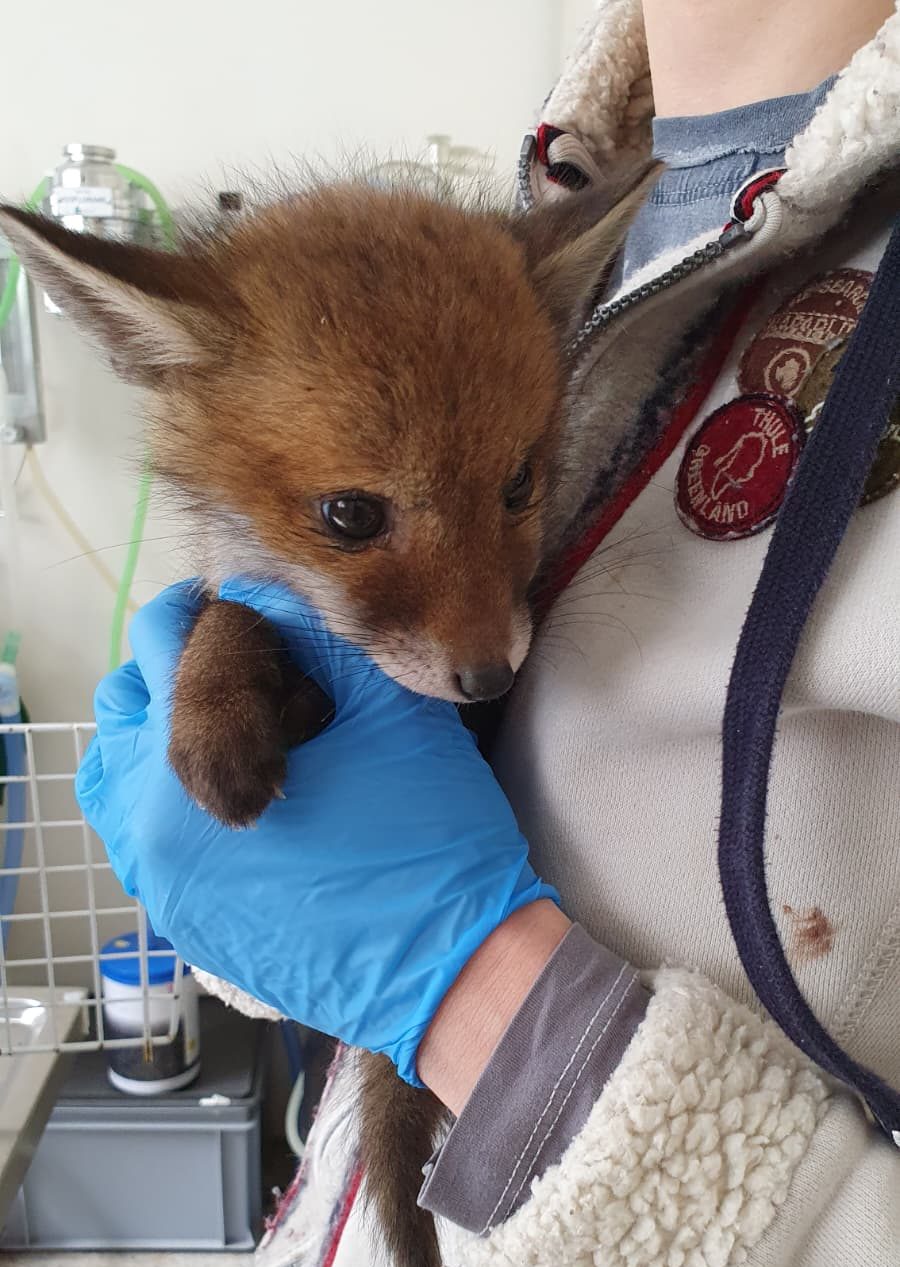 renardeau - Jean-Pol Renoy