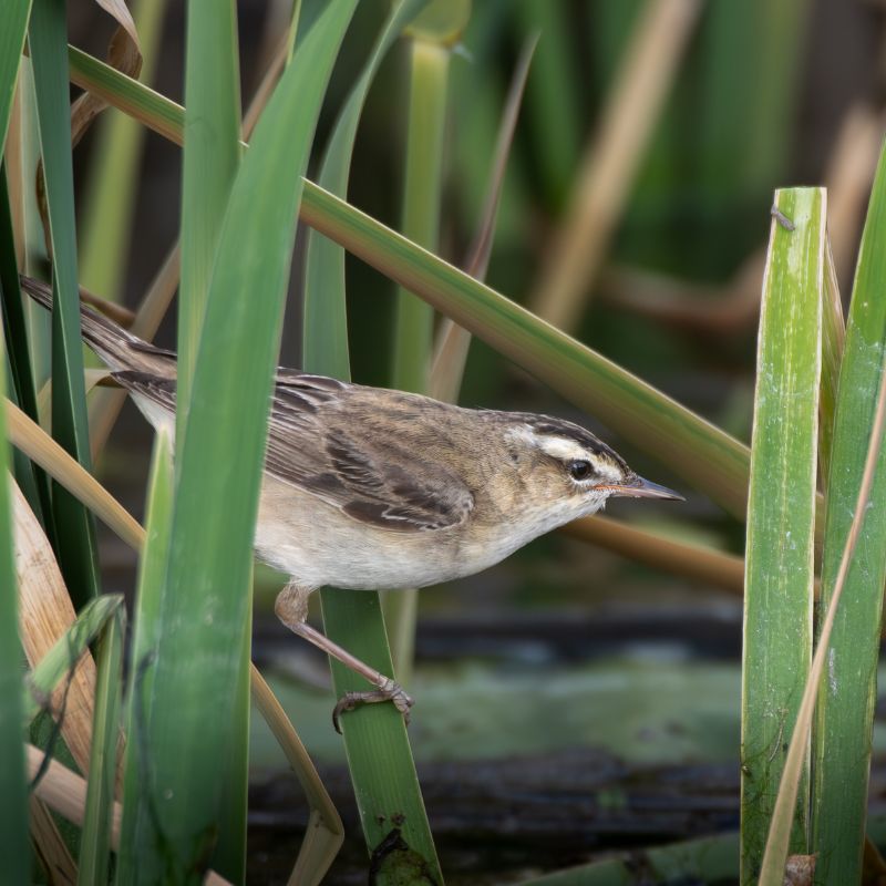 vc 2 Phragmite des joncs - Copyright Lucien Brochier