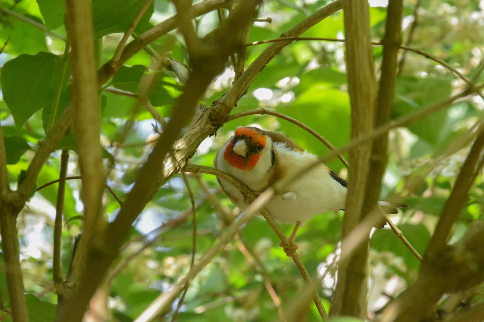 Chardonneret elegant