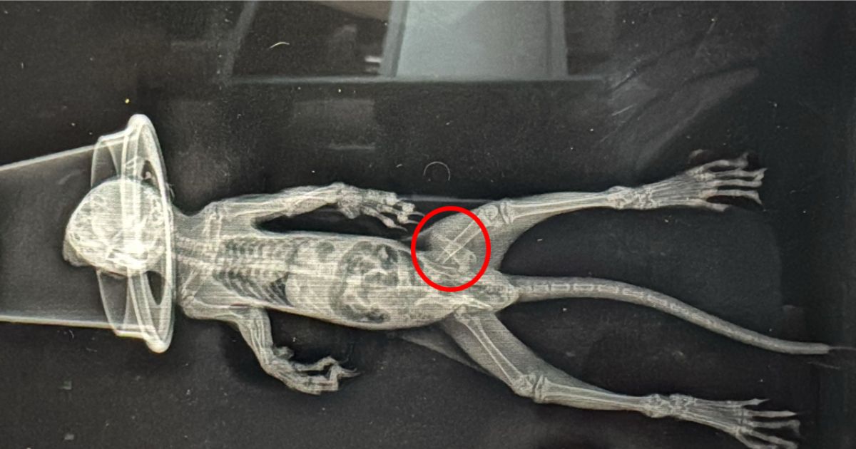 Radio d’un jeune ecureuil