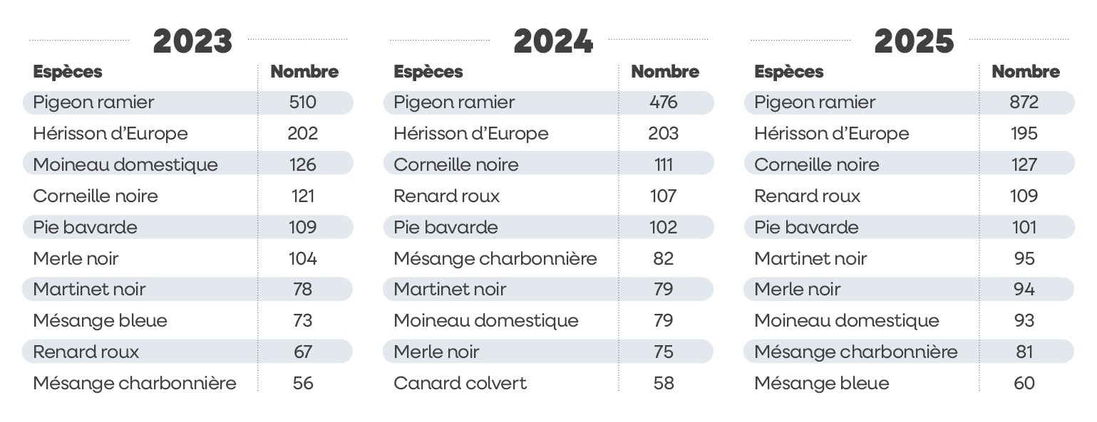 top 10 especes 2025